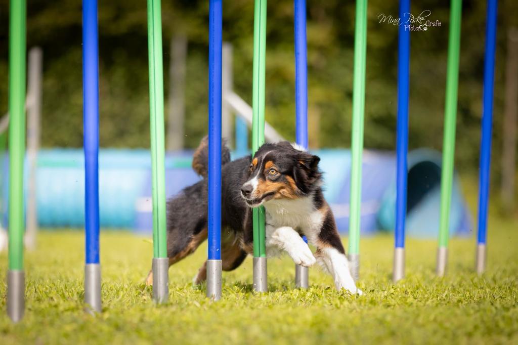 bayerischer-vereinscup-agility